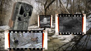 СЕЗОН 2026 ОТКРЫТ! 🚀 Первая проверка фотоловушек в лесу после зимы