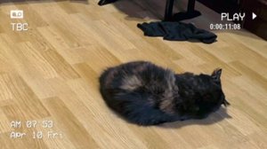 КОШЕЧКА И ВЕСНА 10-04-2026