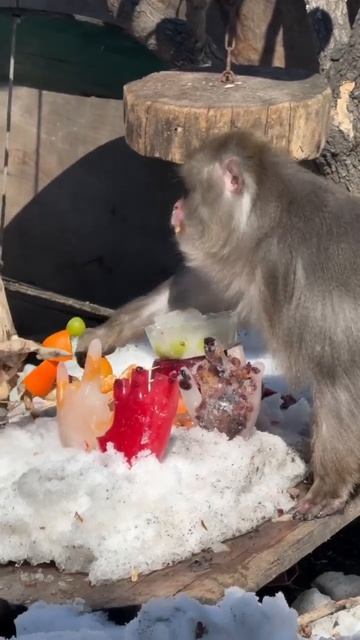 КТО ТУТ ГЛАВНЫЙ БАТЯ? ФИНИКУ — 11!