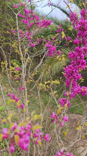 Утро, цветы, лягушки и море рядом 🐸🌸🌊