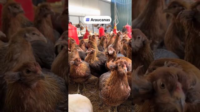 Араукана - легендарные куры