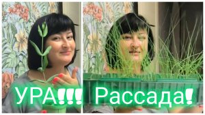 ПОСЕВ И ПЕРЕВАЛКА. Эустома зацветает. Ещё только сею помидоры