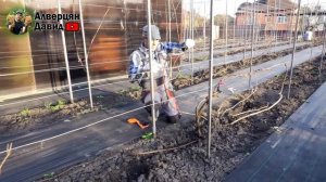 Открытие и подвязка кустов винограда (09.04.2024