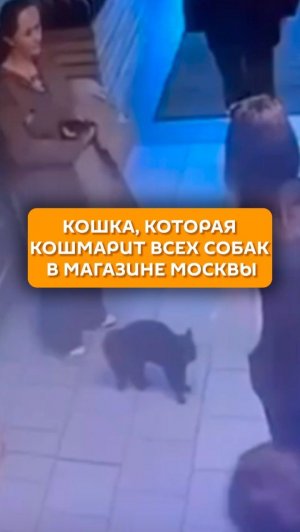 коКошка, которая кошмарит всех собак в магазине Москвышка