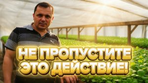 Петуния - выращиваем правильно! НЕ пропустите это действие!!!
