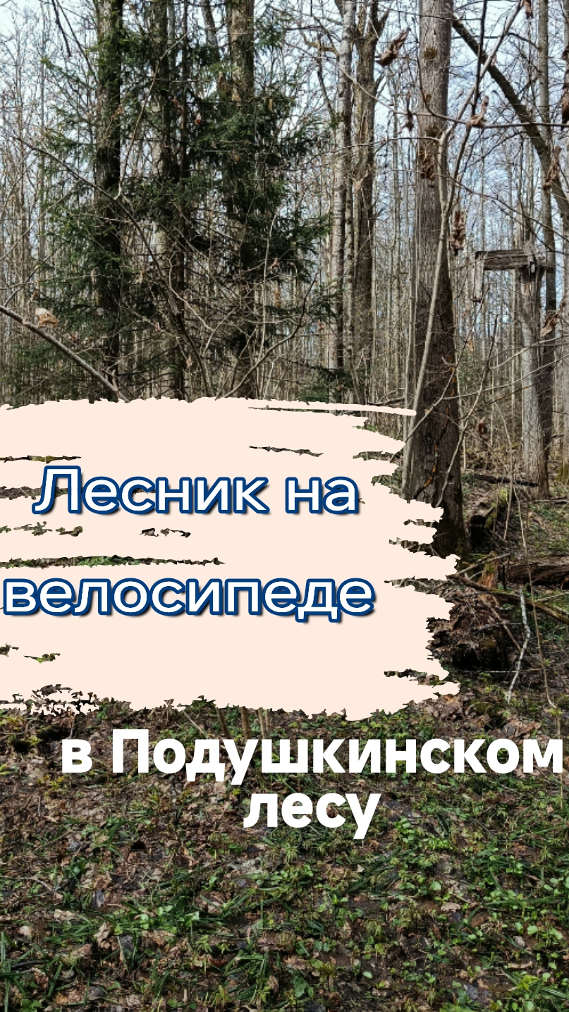 встречу ли лесника на велосипеде?