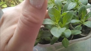 Рассада цветов на 10.04.2026