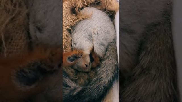 Вот такой домик у Белки Чип#funny #cute #youtubeshorts #fun #youtube #squirrel #happy