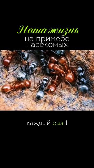 Только для думающих!