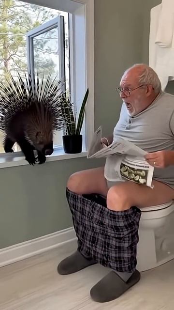 Porcupine Breaks In!