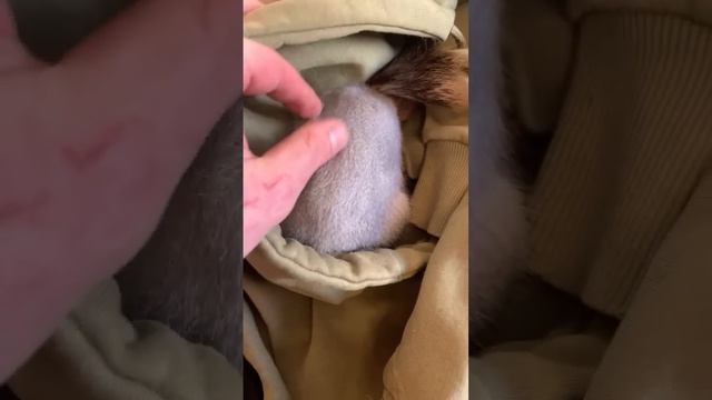 Прямой эфир с Белкой дома #funny #youtubeshorts #squirrel #funnyvideo #shortvideo