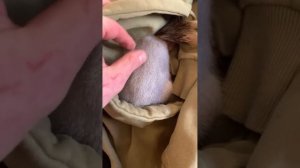 Прямой эфир с Белкой дома #funny #youtubeshorts #squirrel #funnyvideo #shortvideo