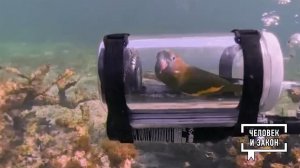 Видео недели: горящее платье; бесстрашный попугай; любопытный медведь. Человек и закон. Фрагмент ...