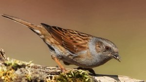 Звук природы. Птицы. Завирушка лесная в лесу в деревне