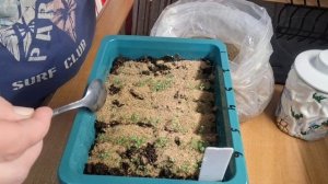 подсыпала песочек в лабелию ,не нами сказано нельзя работать с землей в этот день,страстная пятница