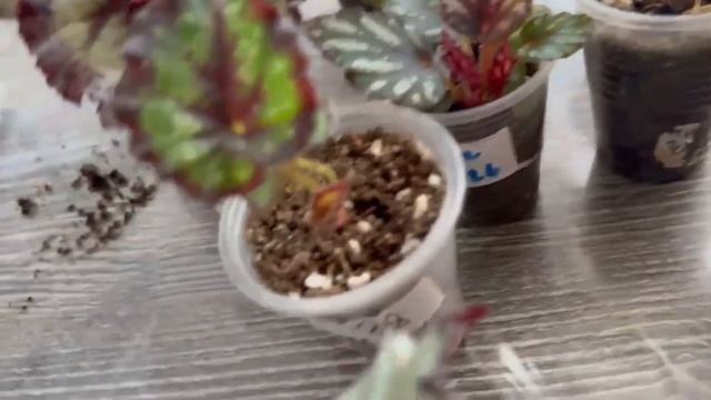 Маленькие сокровища: Как выглядят детки бегоний