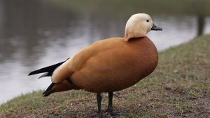 Весна возвращается в столичный регион, в выходные уже ощутимо потеплеет.