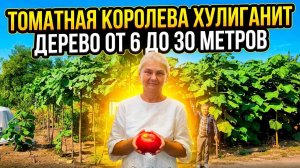 Как вырастить Адамово дерево? Павловния на подоконнике у Елены Храмушиной
