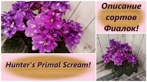 Описание сортов Фиалок! Hunter's Primal Scream!