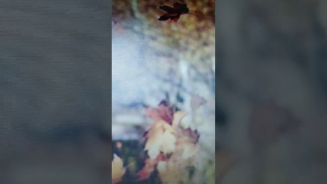 Цветок живой, В роще зелёной,- сл. С. Надсона, муз и вок М. Точиной; С. Я. Надсон(жизнь и творчество