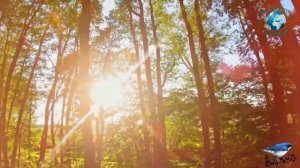 Релакс. Пение птиц в лесу весной. Пение птиц успокаивает