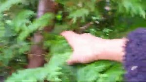 Туя Смарагд туя Брабант спустя 4 года после посадки метровых саженцев