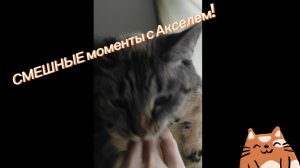 🐾✨🔥Аксель — смешные моменты😉☺️😏