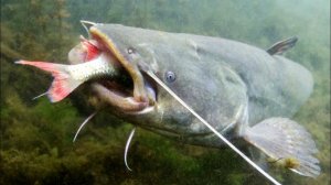 Такого Богатыря давно не ловил Очень Большой Сом. Нереально Крутая Русская Рыбалка. Рыбалка на СОМа