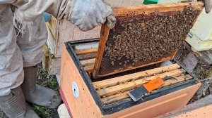 Профилактика против клеща, обзор семей. 11 апреля 2026 года.