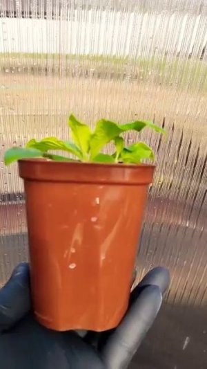 Апрель Наблюдаю как гелиотроп подрастает