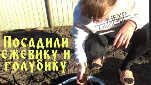 ВЫСАДИЛИ ГОЛУБИКУ И ЕЖЕВИКУ/СЛИЛ МАСЛО С КУЛЬТИВАТОРА ДЛЯ ЗАМЕНЫ/ПЕРВАЯ ПОЕЗДКА НА ТРИЦИКЛЕ.