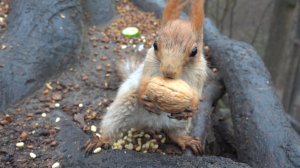 Белка с Глазиком. В Нескучном саду по белкам стреляют из пневматики