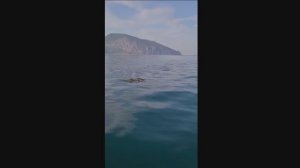 Одиссея с дельфинами