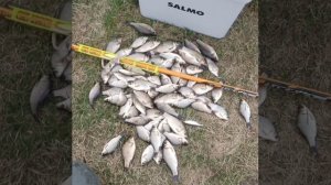 Сезон 2026 по открытой воде открыт🎣 Рыбачил на поплавок 🎣 Насадка тесто. Прикормка дробленка.