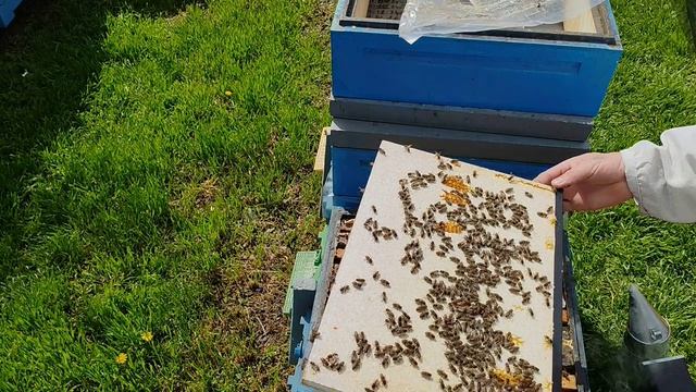 Как и когда расширять пчелосемью Ранней Весной.