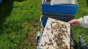 Как и когда расширять пчелосемью Ранней Весной.