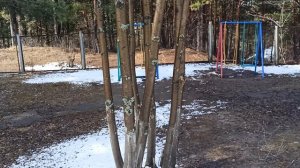 Избавляемся от лишайников на плодовых деревьях.11.04.2026