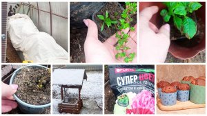 Зима решила вернуться. Испекла куличи. Теплица в холодные дни