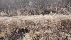 11.04.2026. Уборка территории от лишней органики, шлифовка досок для пола веранды.