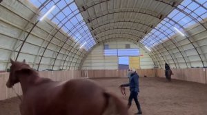 Обучение лошади онлайн.Horse family