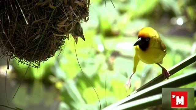 Птицы болот