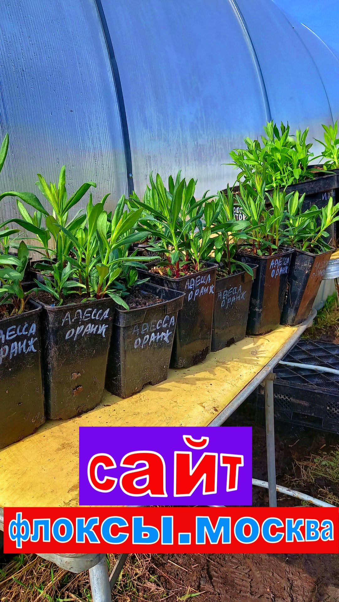 КОРОЛЬ ЦВЕТОВ ФЛОКС ЗА 2000р