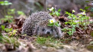 Природа исцеляет красотой