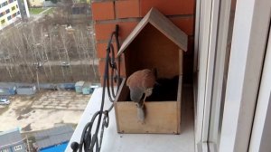 Конфетно-букетный, соколы