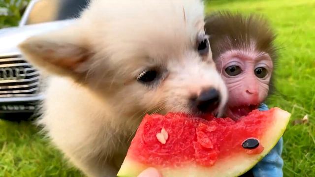 У обезьянки🐒 сломался грузовичок🛻 когда она везла арбуз своим друзьям🍉