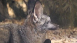 Большеухие лисицы уже хорошо освоились в вольере и с любопытством рассматривают посетителей 09.04.26