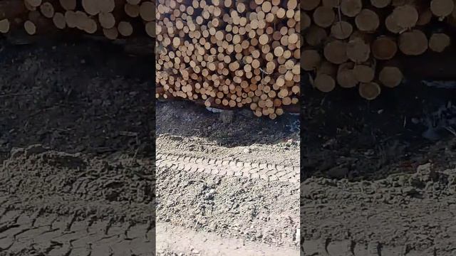вырубка леса.испорченые дороги смотреть онлайн