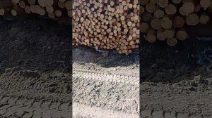 вырубка леса.испорченые дороги