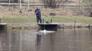 Светлые Горы Форель3 11.04.2026г.