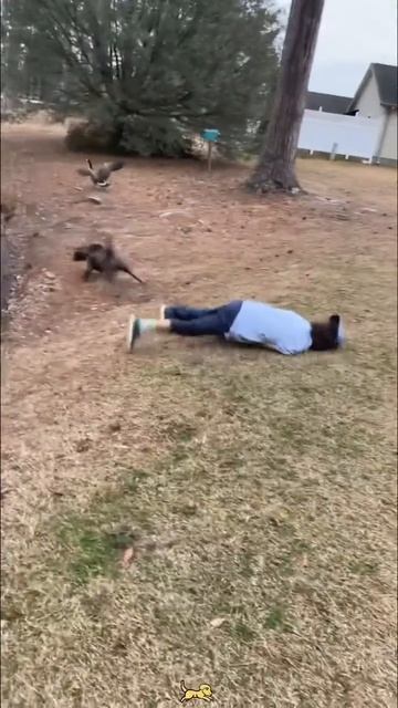 Прогулка с собакой продлевает жизнь.